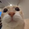 MisteryCat